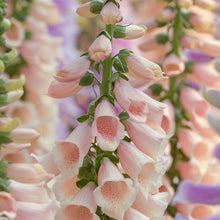 Load image into Gallery viewer, Digitalis &#39;Apricot&#39; (Foxgloves) Seeds
