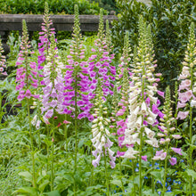 Load image into Gallery viewer, Digitalis &#39;Excelsior Hybrids&#39; (Foxgloves) Seeds
