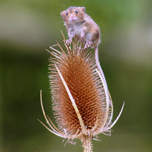 Load image into Gallery viewer, Dipsacus fullonum - Teasel Seeds
