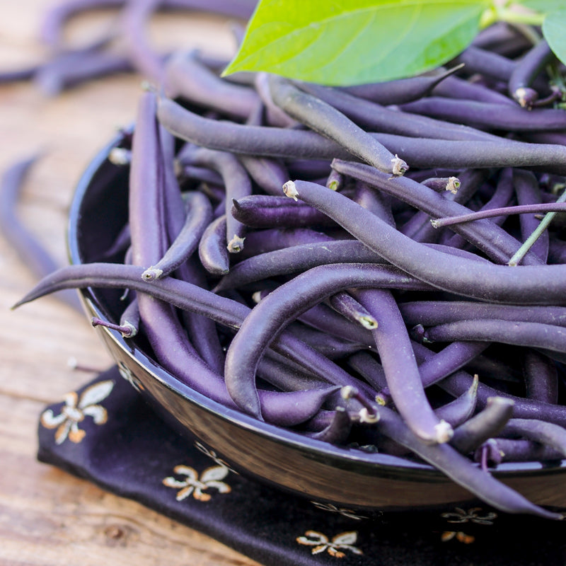 Dwarf French Bean 'Purple Teepee' Seeds
