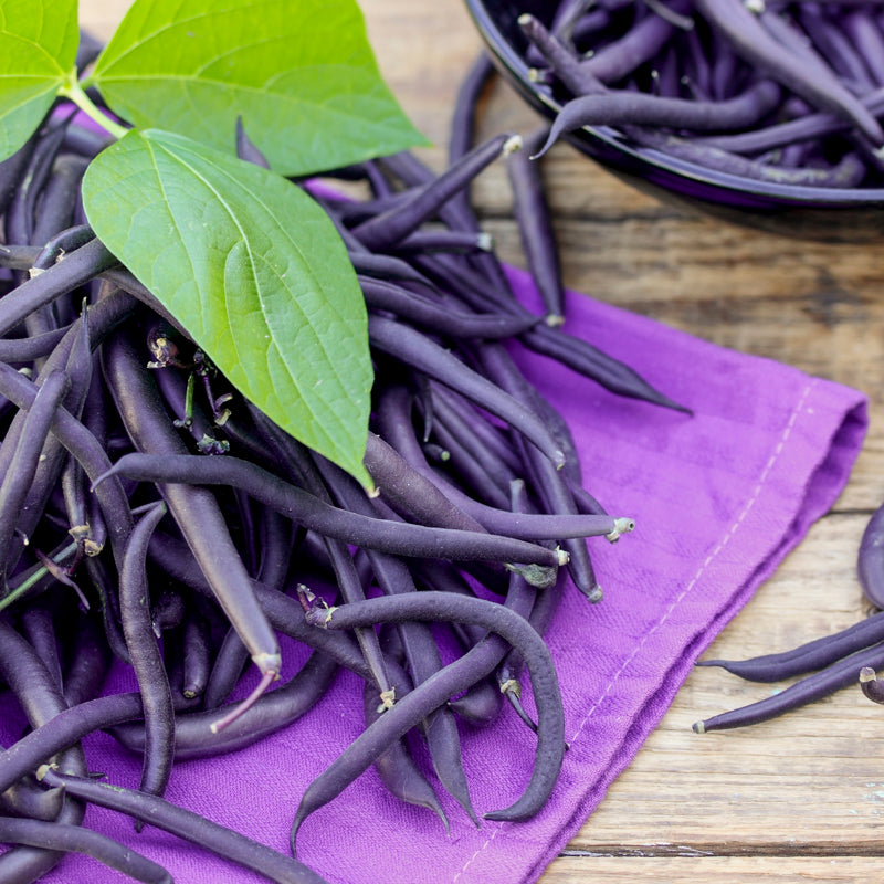 Dwarf French Bean 'Purple Teepee' Seeds