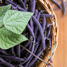 Load image into Gallery viewer, Dwarf French Bean &#39;Purple Teepee&#39; Seeds
