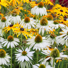 Load image into Gallery viewer, Echinacea &#39;White Swan&#39; Seeds
