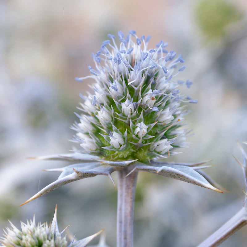 Eryngium maritimum - Seeds