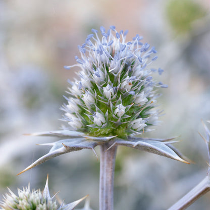 Eryngium maritimum - Seeds