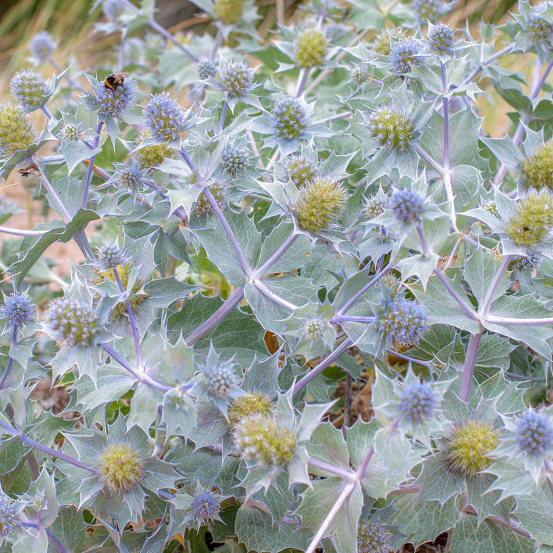 Eryngium maritimum - Seeds