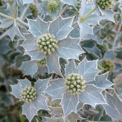Eryngium maritimum - Seeds