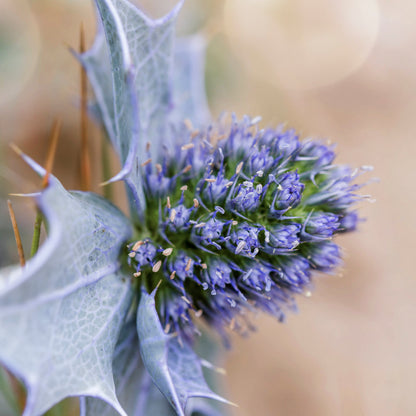Eryngium maritimum - Seeds