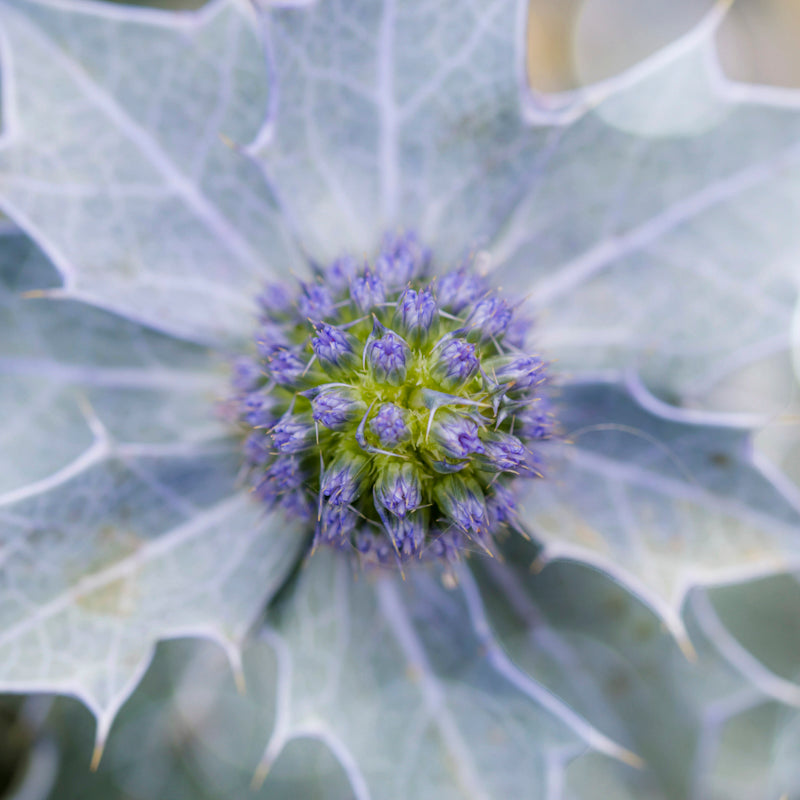 Eryngium maritimum - Seeds