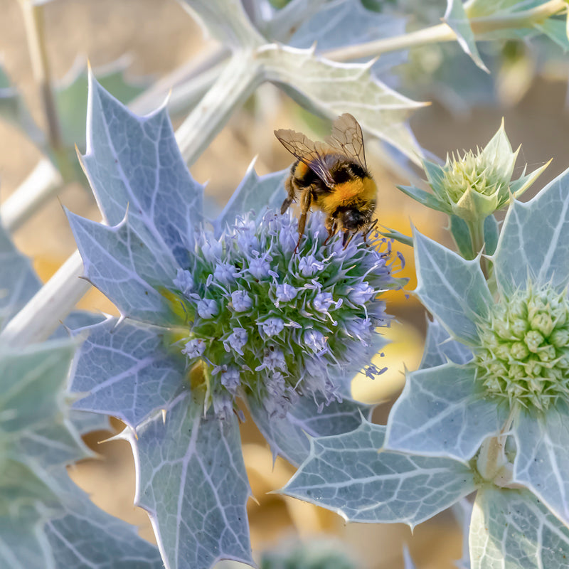 Eryngium maritimum - Seeds