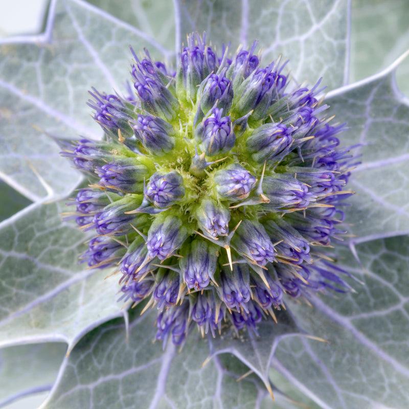 Eryngium maritimum - Seeds
