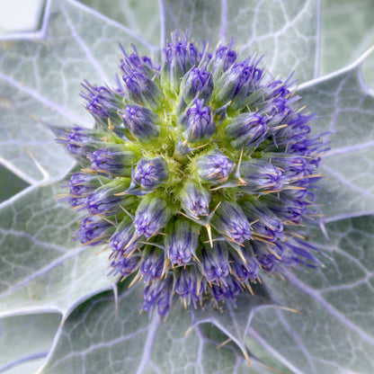 Eryngium maritimum - Seeds
