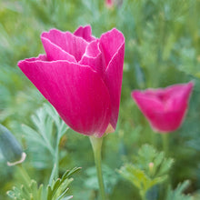 Load image into Gallery viewer, Eschscholzia californica  &#39;Carmine King&#39; Seeds
