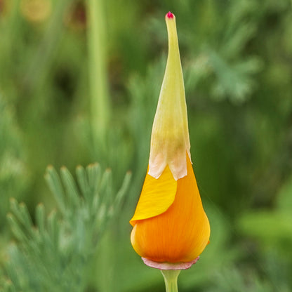 Eschscholzia californica 'Orange King' Seeds