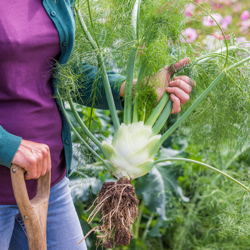 Fennel 'Rondo' F1 Seeds Stocks & Green