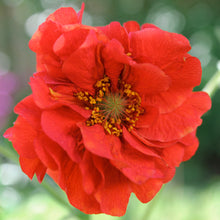 Load image into Gallery viewer, Geum &#39;Mrs Bradshaw&#39; Seeds
