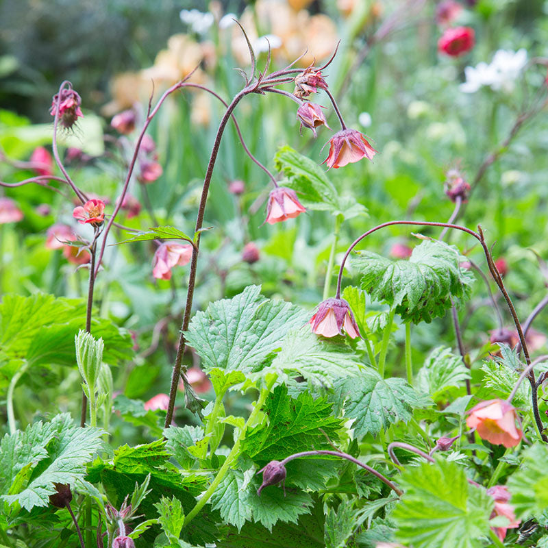 Geum Rivala Geum rivale - Water Avens Seeds – Stocks & Green