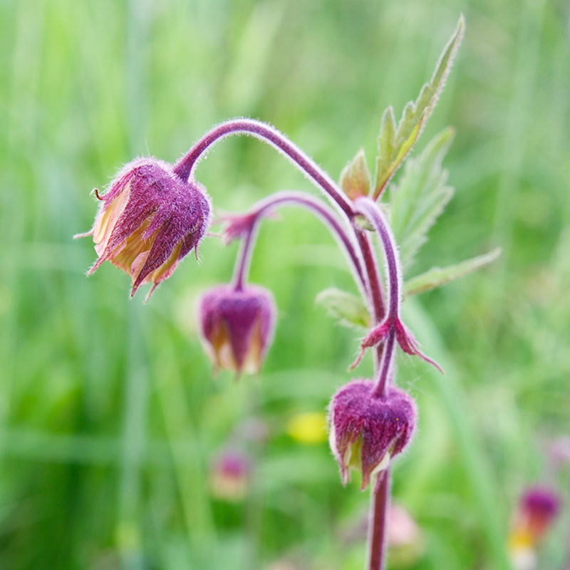 Geum rivale - Water Avens Seeds
