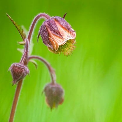 Geum rivale - Water Avens Seeds