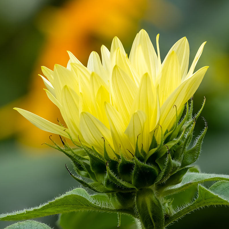 Helianthus 'Buttercream' (Sunflower) Seeds