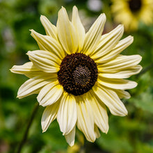 Load image into Gallery viewer, Helianthus &#39;Buttercream&#39; (Sunflower) Seeds
