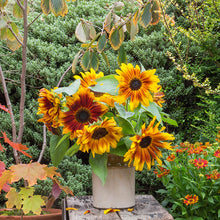 Load image into Gallery viewer, Helianthus &#39;Harlequin Mix&#39; (Sunflower) Seeds
