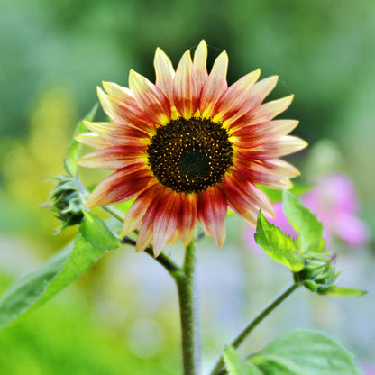 Helianthus 'Harlequin Mix' (Sunflower) Seeds