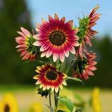 Load image into Gallery viewer, Helianthus &#39;Harlequin Mix&#39; (Sunflower) Seeds

