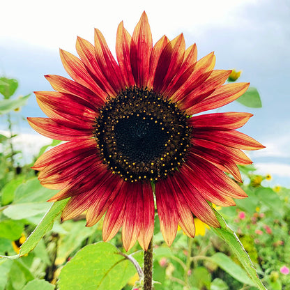 Helianthus ‘Ms Mars’ - Sunflower Seeds – Stocks & Green