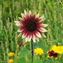 Load image into Gallery viewer, Helianthus &#39;Ms Mars&#39; (Sunflower) Seeds
