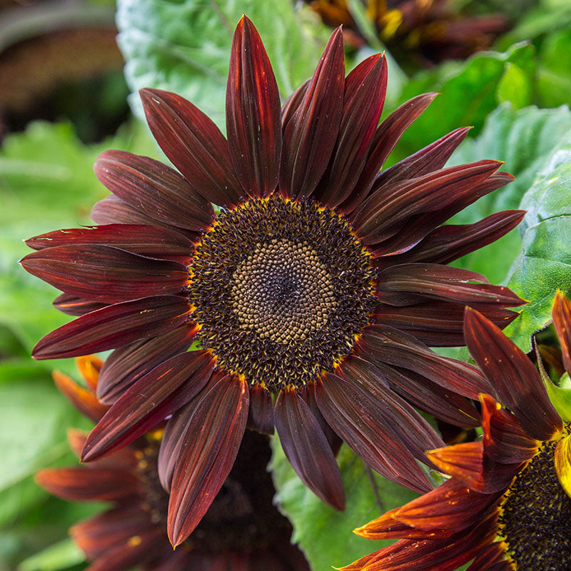 Helianthus 'Red Sun' - Sunflower Seeds – Stocks & Green