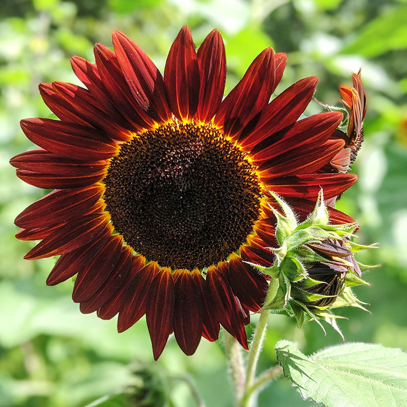 Helianthus 'Red Sun' (Sunflower) Seeds