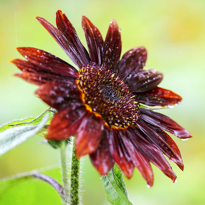Helianthus 'Red Sun' (Sunflower) Seeds