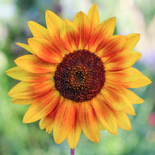 Load image into Gallery viewer, Helianthus &#39;Sunburst Mixed&#39; Seeds
