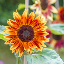 Load image into Gallery viewer, Helianthus &#39;Sunburst Mixed&#39; Seeds
