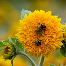 Load image into Gallery viewer, Helianthus &#39;Teddy Bear&#39; (Sunflower) Seeds
