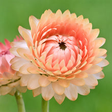 Load image into Gallery viewer, Helichrysum &#39;Salmon Rose&#39; Seeds
