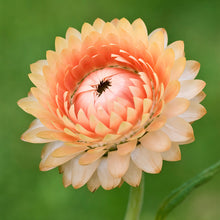 Load image into Gallery viewer, Helichrysum &#39;Salmon Rose&#39; Seeds
