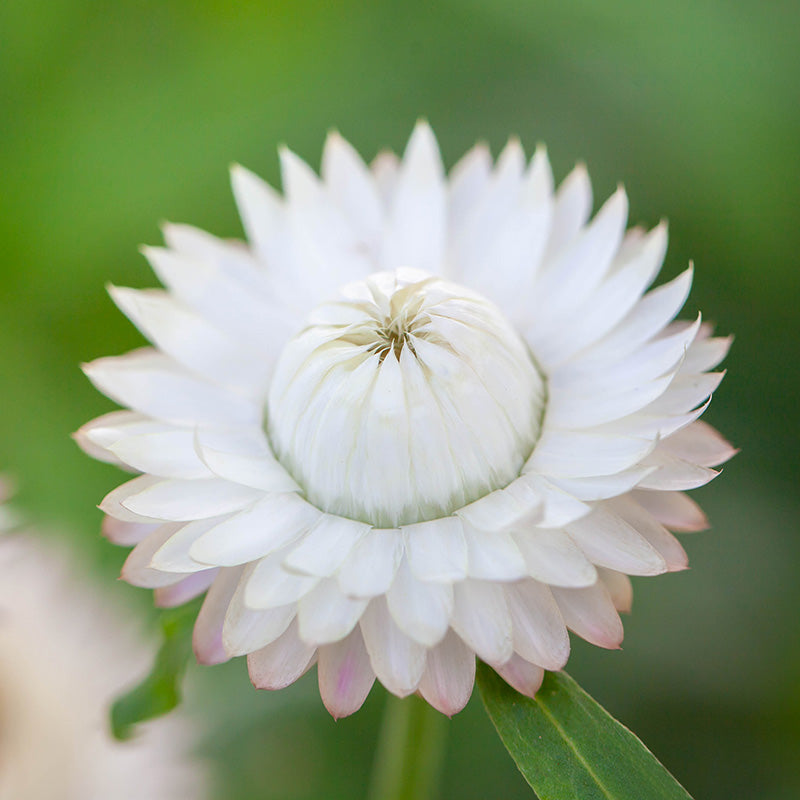 Helichrysum 'White' Seeds