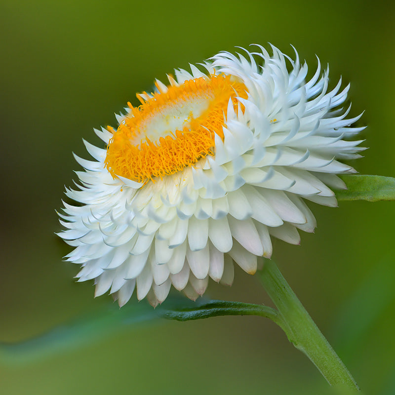 Helichrysum 'White' Seeds