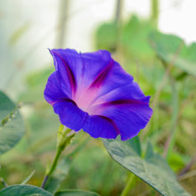 Load image into Gallery viewer, Ipomoea &#39;Grandpa Ott&#39; Seeds
