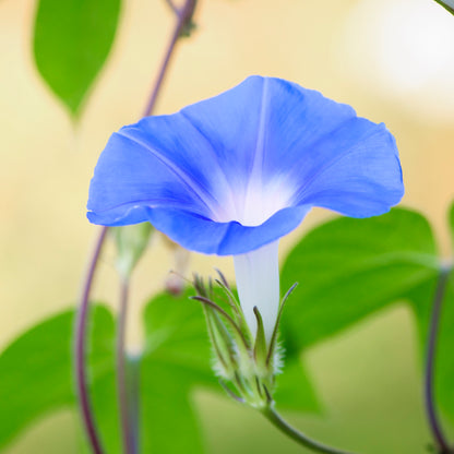 Ipomoea 'Heavenly Blue' Seeds