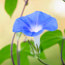 Load image into Gallery viewer, Ipomoea &#39;Heavenly Blue&#39; Seeds
