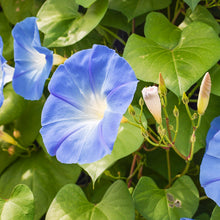 Load image into Gallery viewer, Ipomoea &#39;Heavenly Blue&#39; Seeds
