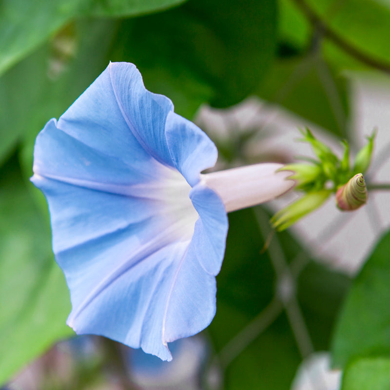 Ipomoea 'Heavenly Blue' Seeds