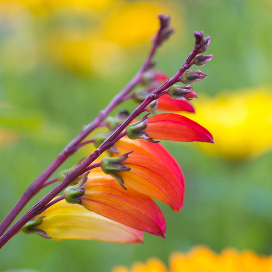 Ipomoea lobata 'Exotic Love' (Mina lobata) Seeds
