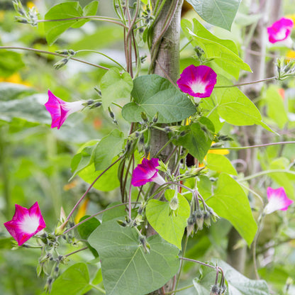 Ipomoea 'Party Dress' Seeds