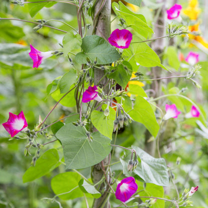 Ipomoea 'Party Dress' Seeds