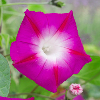 Ipomoea 'Party Dress' Seeds