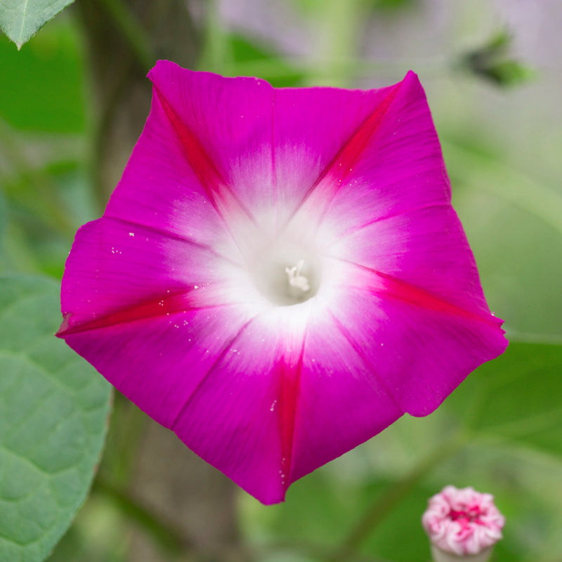 Ipomoea 'Party Dress' Seeds